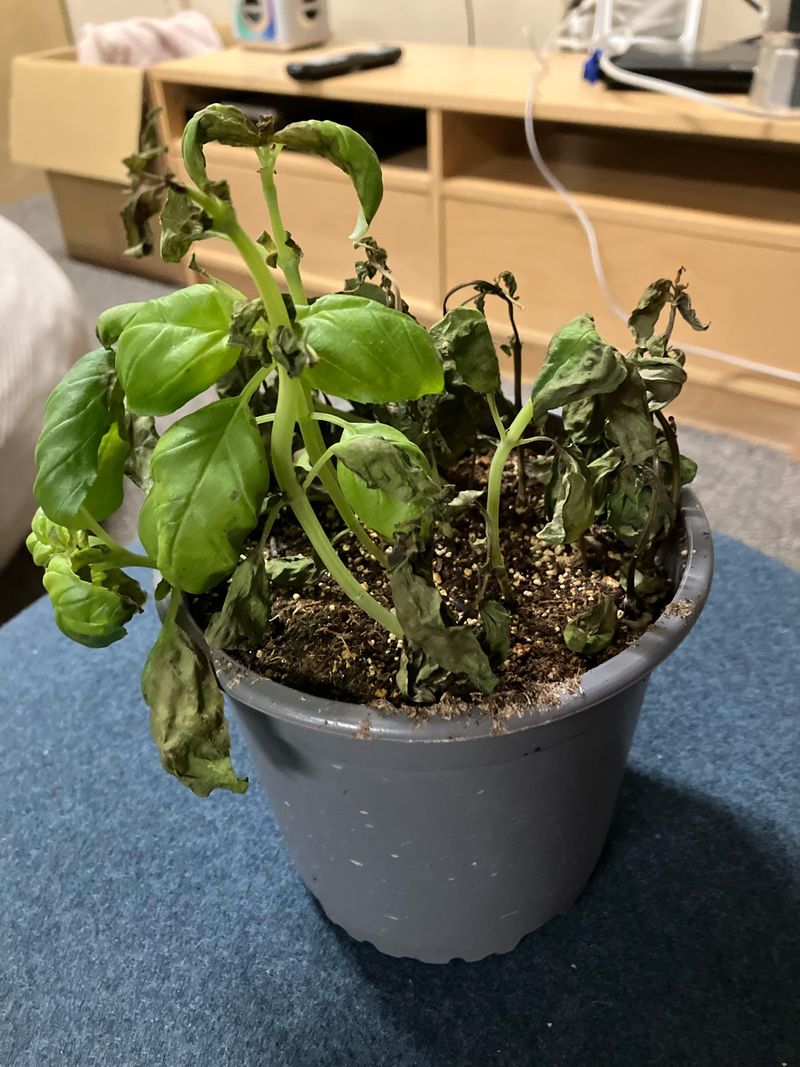 Ignoring Plant-Specific Needs Causes Failure