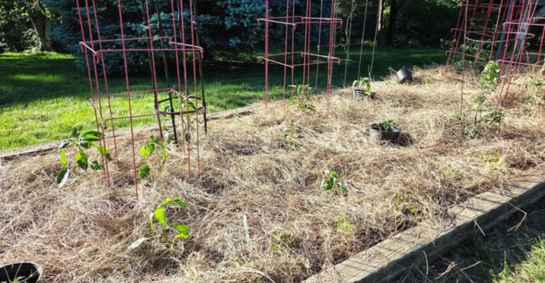 mulching plants (featured image)