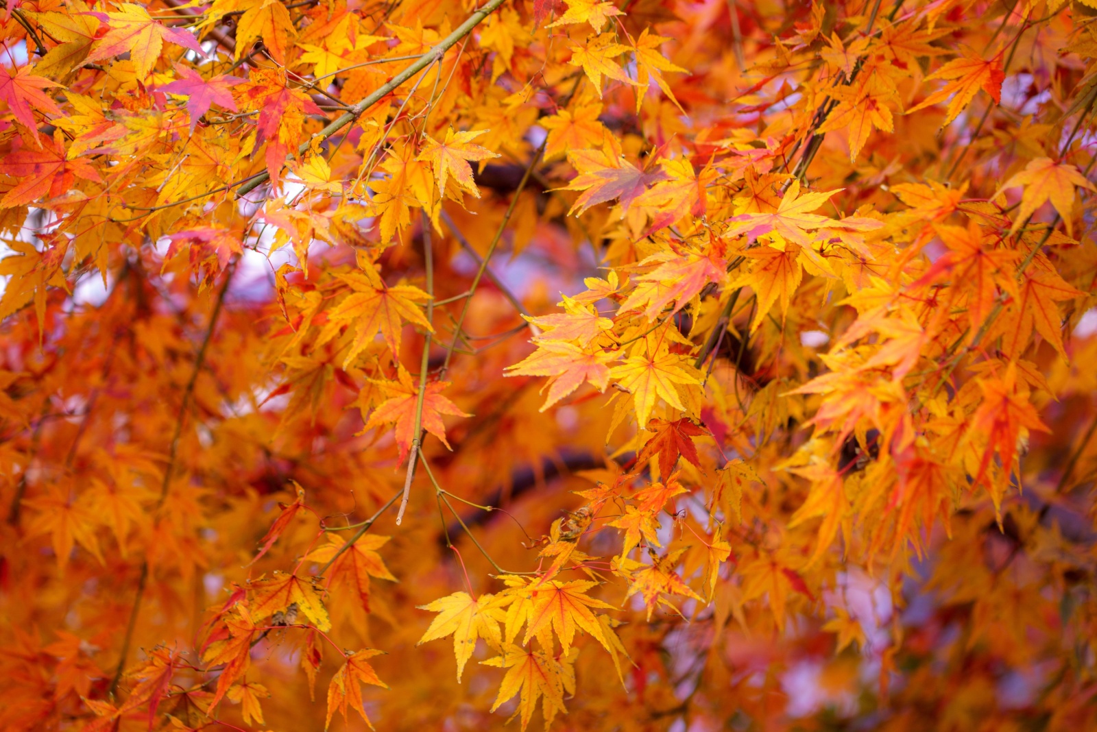 What Indiana Law Says About Leaves Falling From A Neighbors Maple Tree