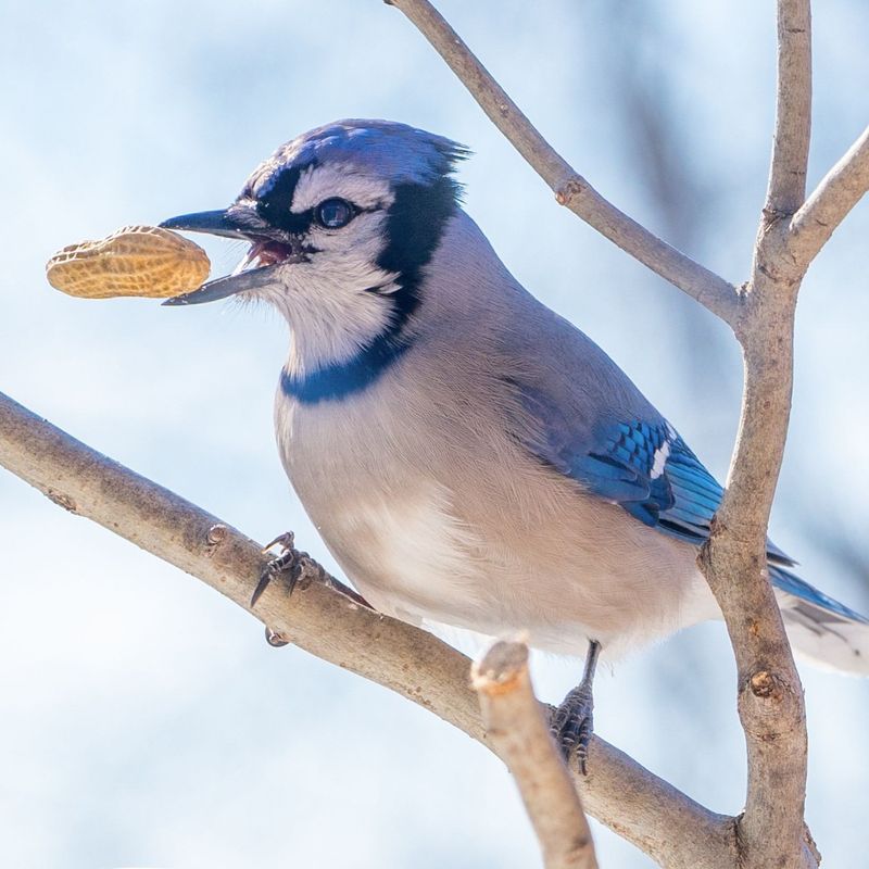 Peanuts In The Shell