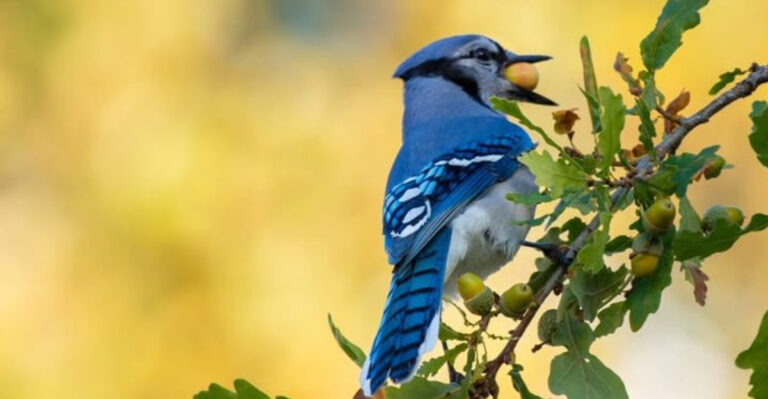 blue jay on oak tree