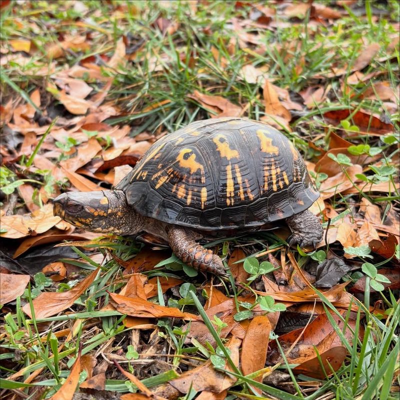 When You Should Call Wildlife Experts Instead Of Handling A Turtle