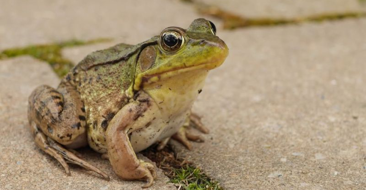 What It Means When Frogs Show Up In Louisiana Gardens After Rain