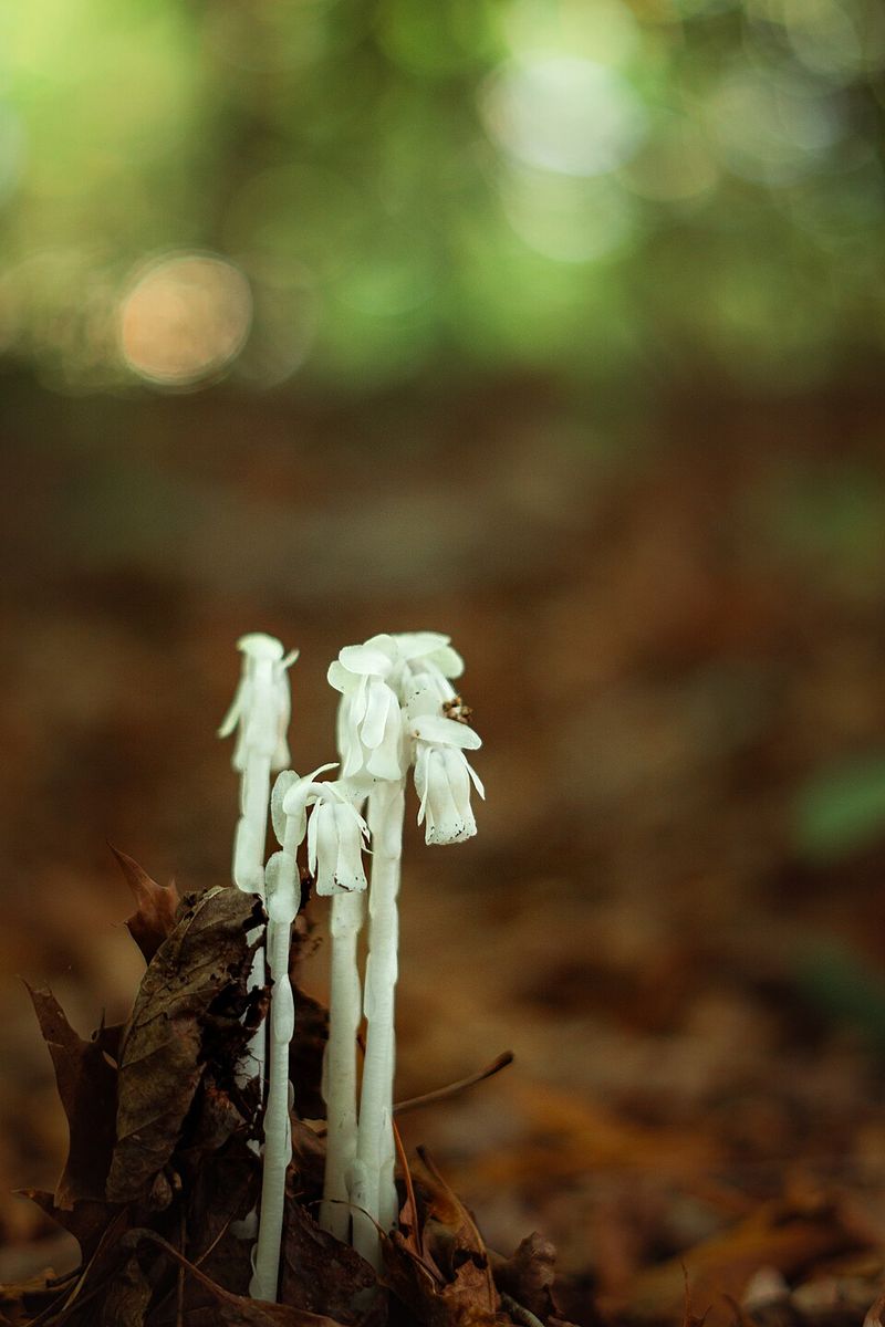 Why This Rare Plant Vanishes As Quickly As It Appears