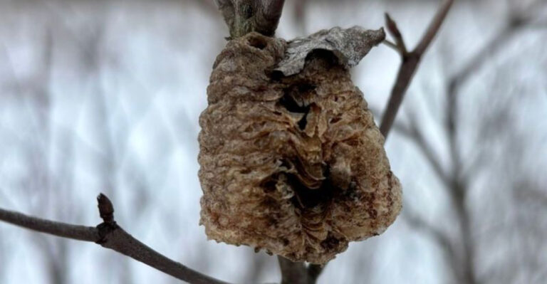 looks like a nest in tree