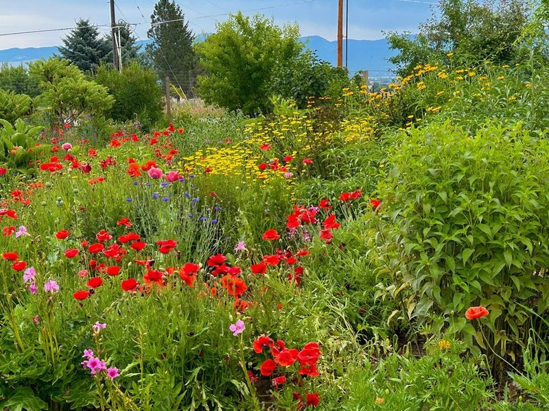Climate Benefits That Matter In Big Sky Country