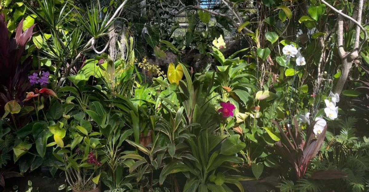 What Makes Hawaii’s Ho‘omaluhia Botanical Garden A Must See Paradise