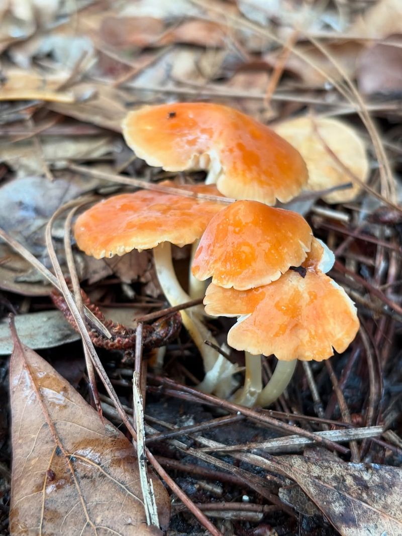 Why Florida's Climate Creates Perfect Growing Conditions