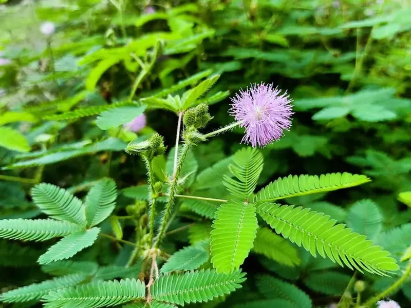 Why Florida Nurseries Are Promoting The Sensitive Plant
