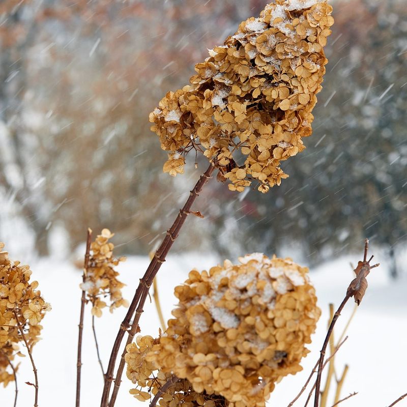Why Smooth Hydrangeas Thrive In Cold Midwest Climates