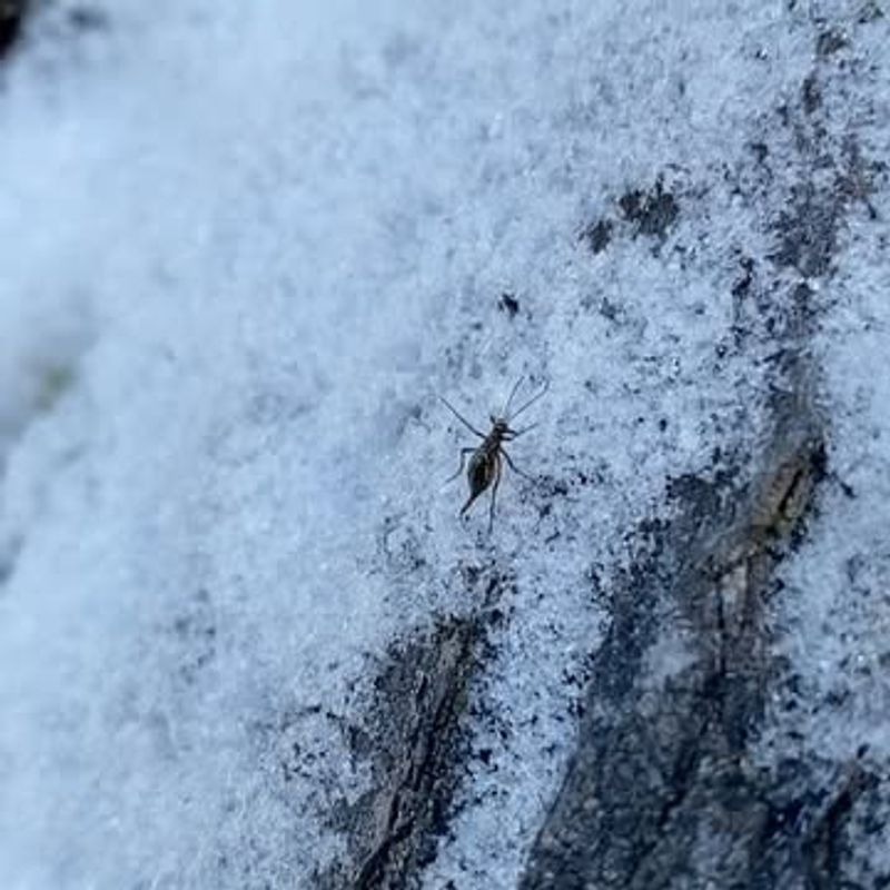 Where Snow Scorpionflies Live During Different Seasons