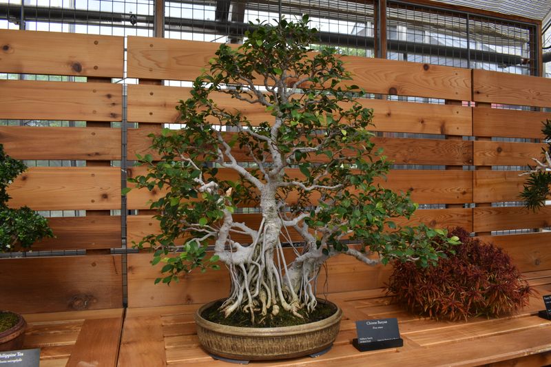 Stunning Bonsai Exhibition Collection