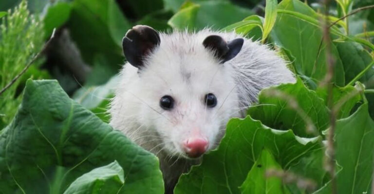 opossum in yard