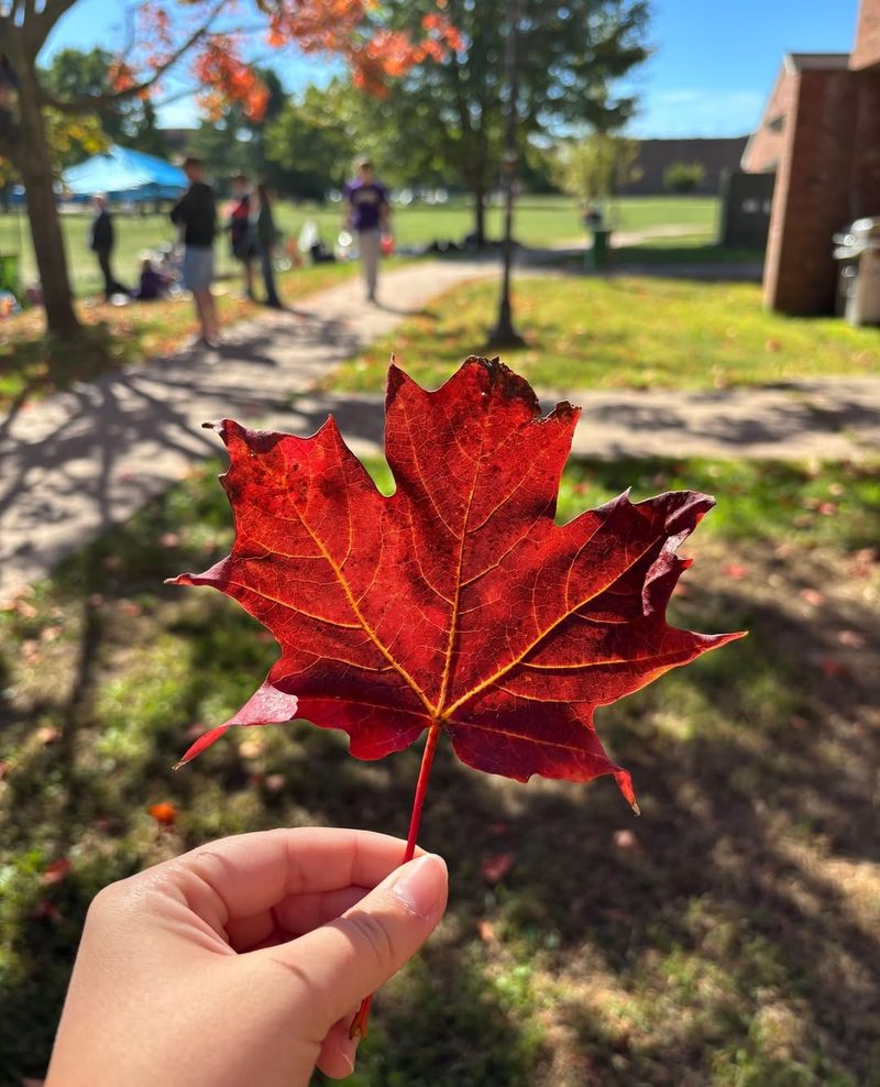 HOA Rules Vs. Michigan State Law