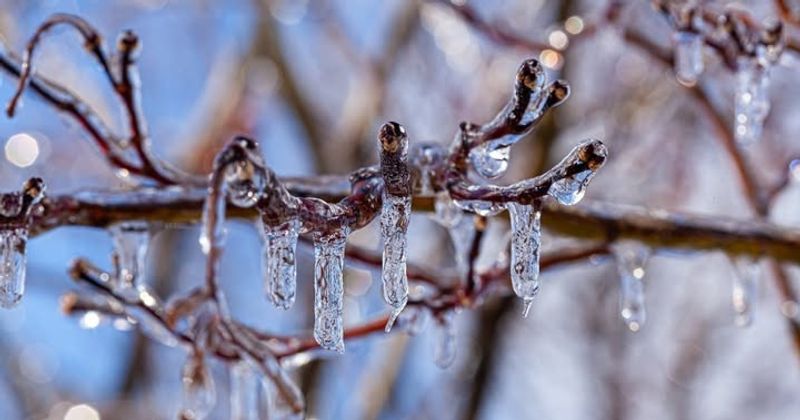 Why This Week's Weather Is Triggering Bark Damage