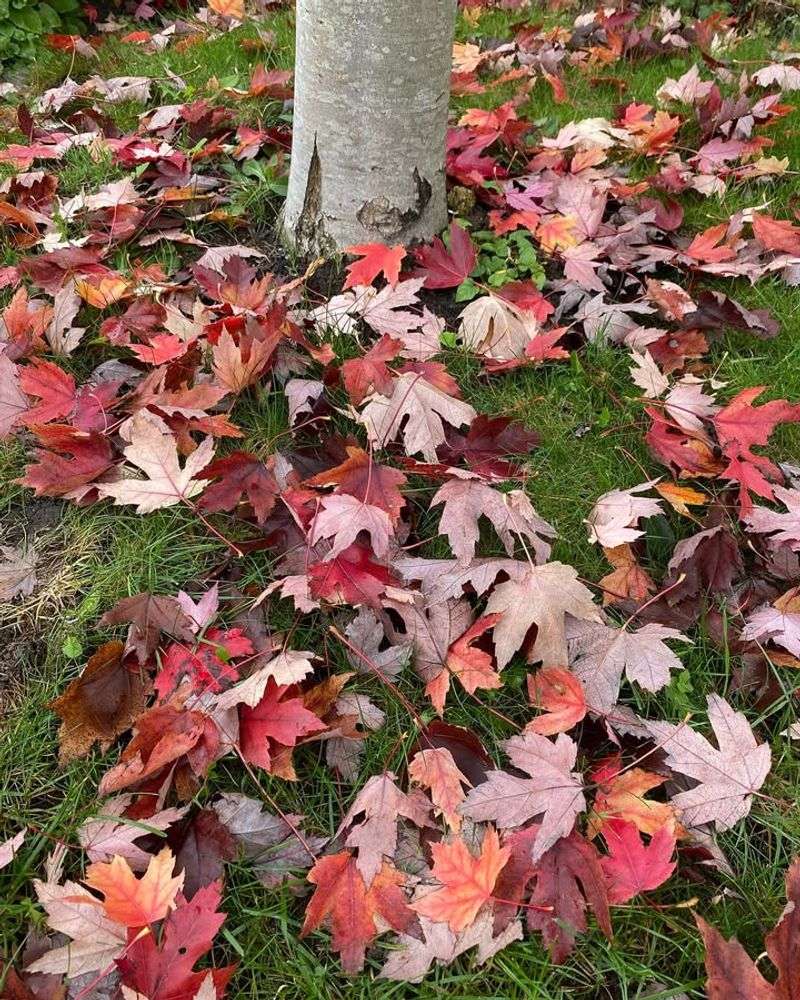 The Natural Conditions Rule In Michigan