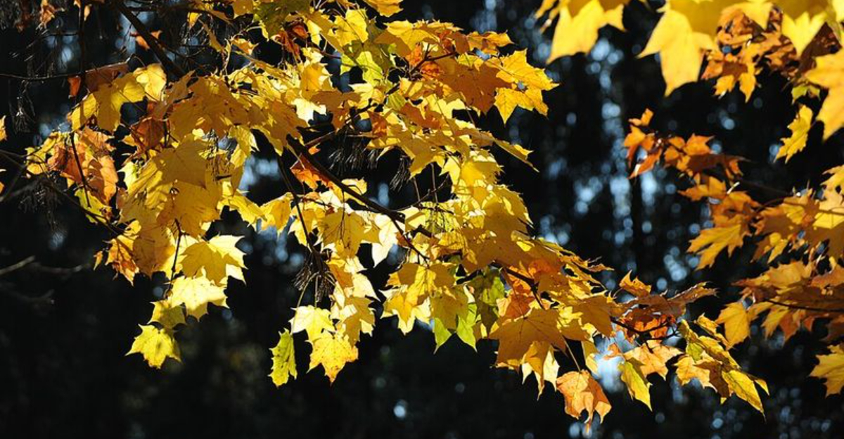 maple tree leaves in fall