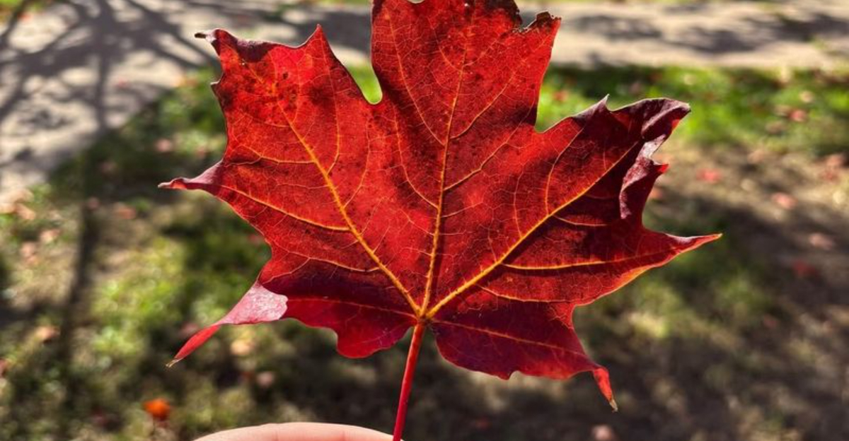 fallen leaf in hand