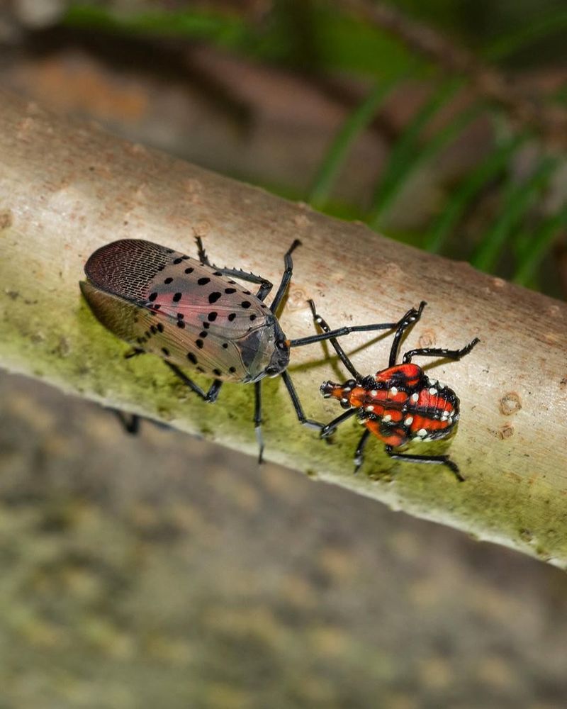 How To Report Sightings And Support Statewide Efforts