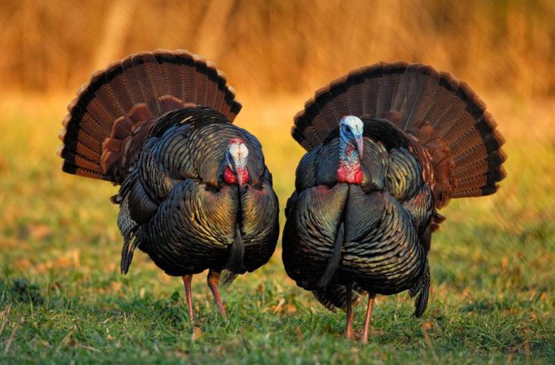 Understand That Wild Turkeys Are Protected Wildlife