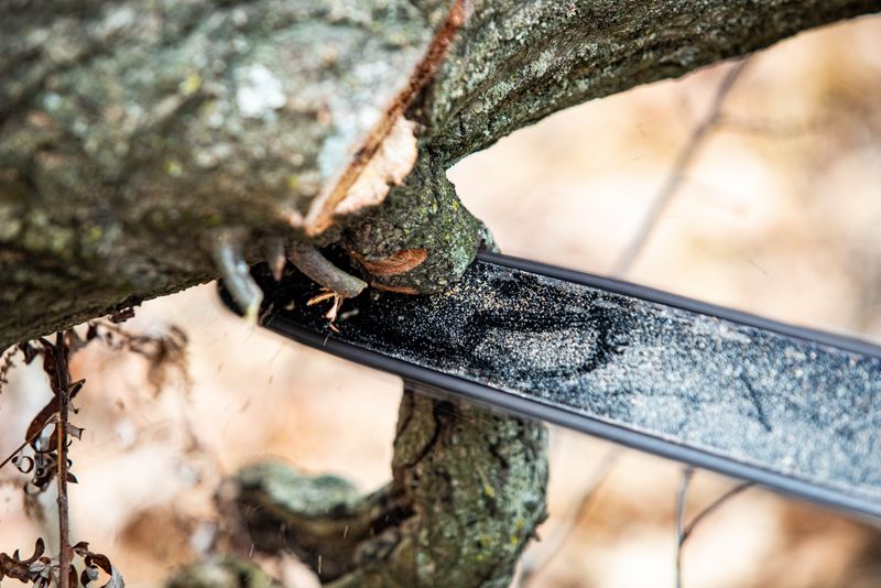 You Have The Right To Trim Overhanging Branches