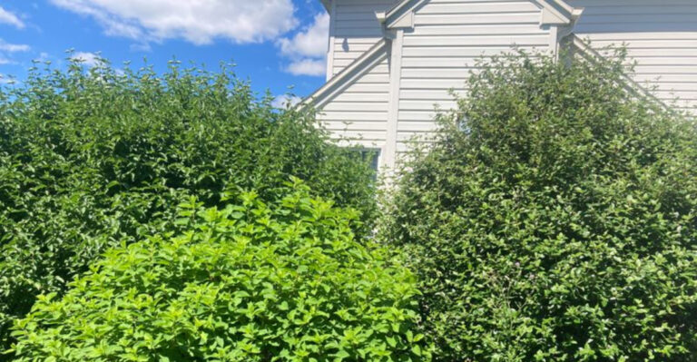 shrubs on property line