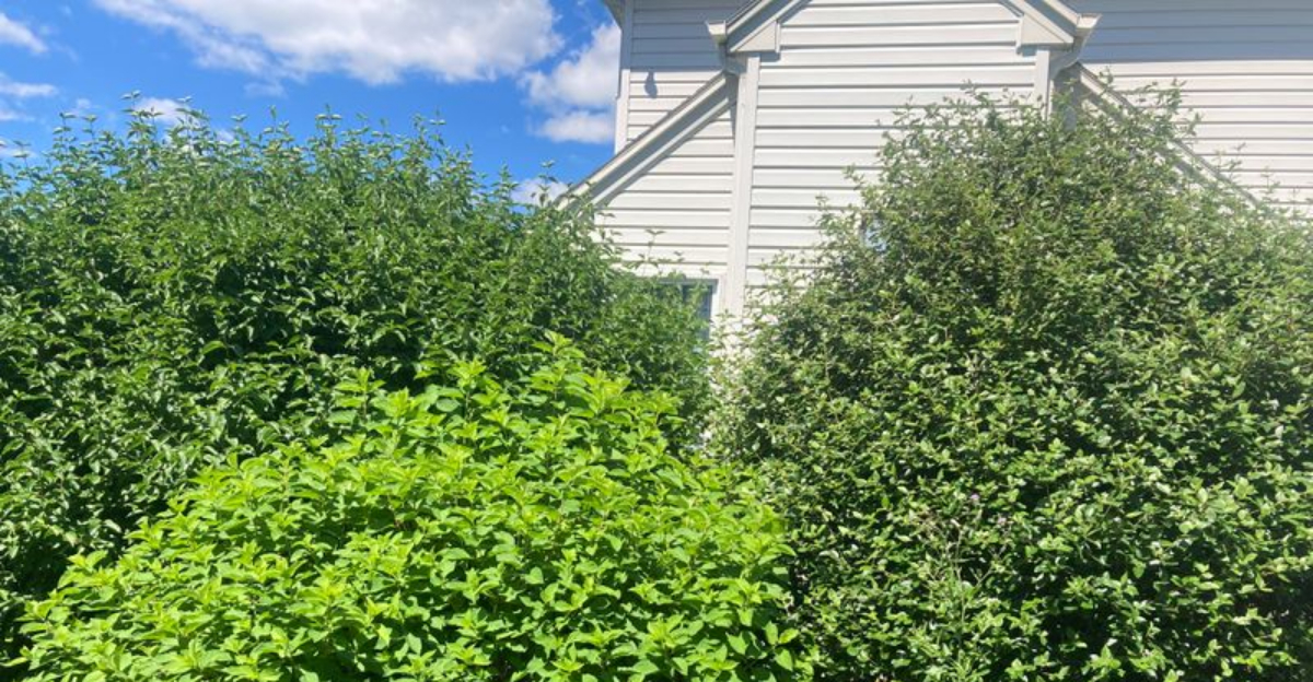 What North Carolina Law Says About Pruning A Neighbors Shrub Branches