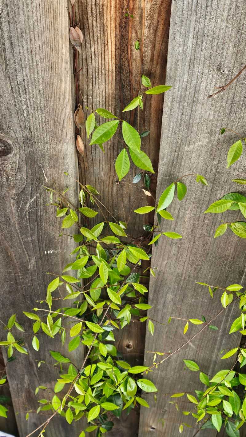 You Have the Right to Trim Vines on Your Side of the Fence