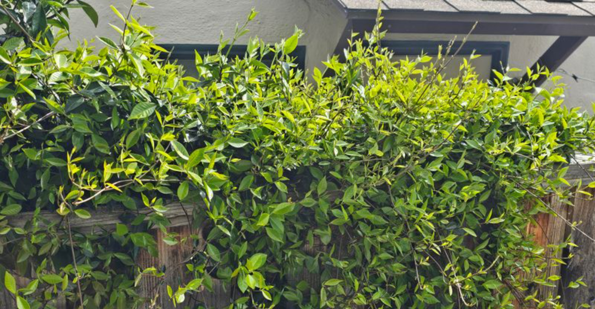 What North Carolina Law Says About Removing A Neighbor&rsquo;s Vines Growing Over Your Fence