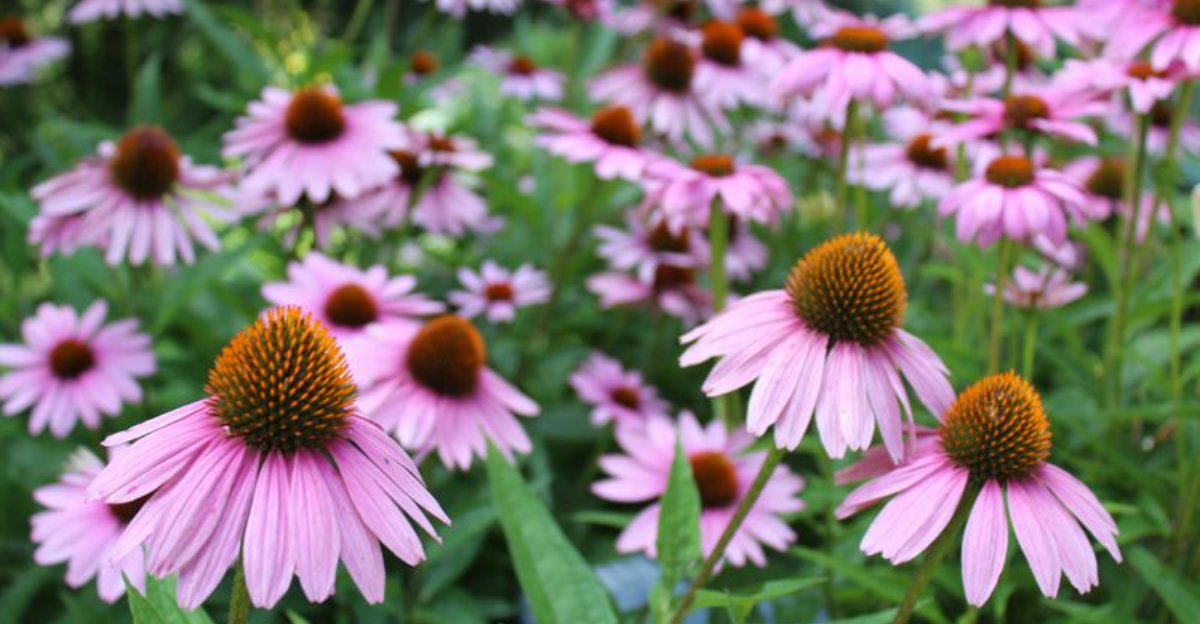 What Ohio Gardeners Should Do Now For Gorgeous Spring Coneflowers