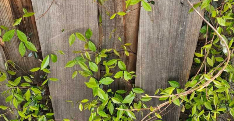 vine growing through fence
