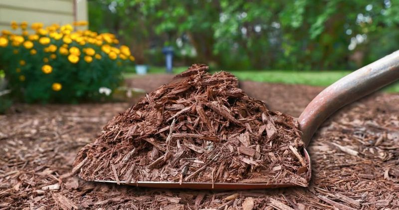 Apply A Thick Layer Of Mulch Over Bulb Beds