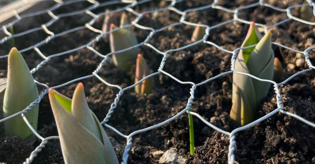 What Pennsylvania Gardeners Should Do Now To Protect Their Spring Bulbs From Winter Damage