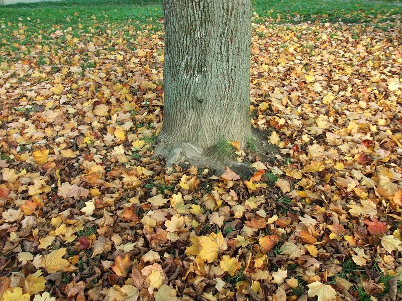 Property Owners Generally Cannot Sue Over Natural Leaf Fall
