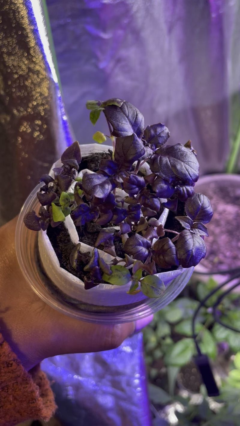 How Seed Snails Work Once You Set Them Up