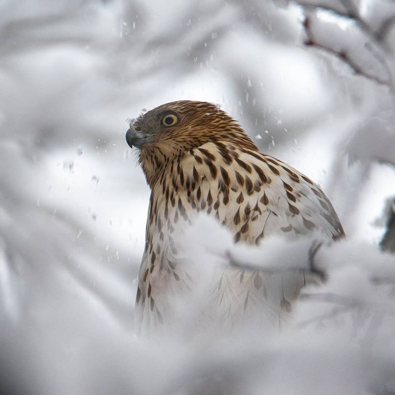 Why Snow Scorpionflies Matter For Garden Ecosystems