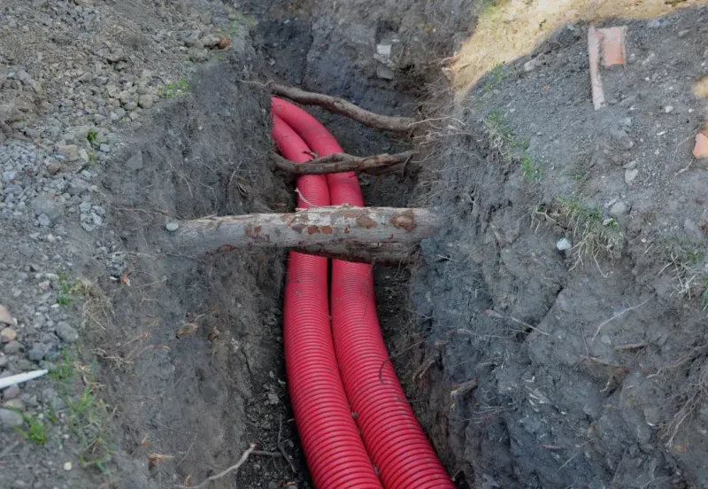 When Invasive Roots Cross Your Property Line Underground
