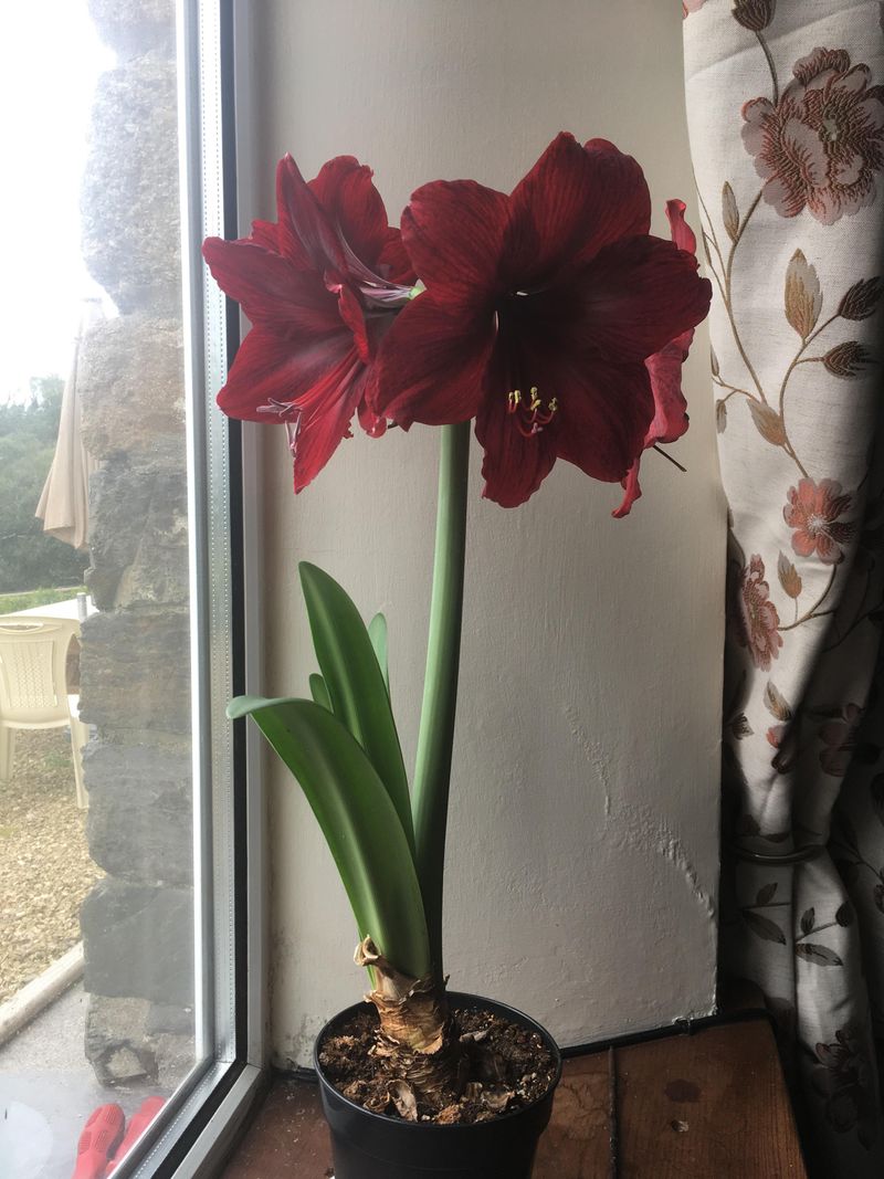 When California Gardeners Start The Dormancy Process After Blooming Ends