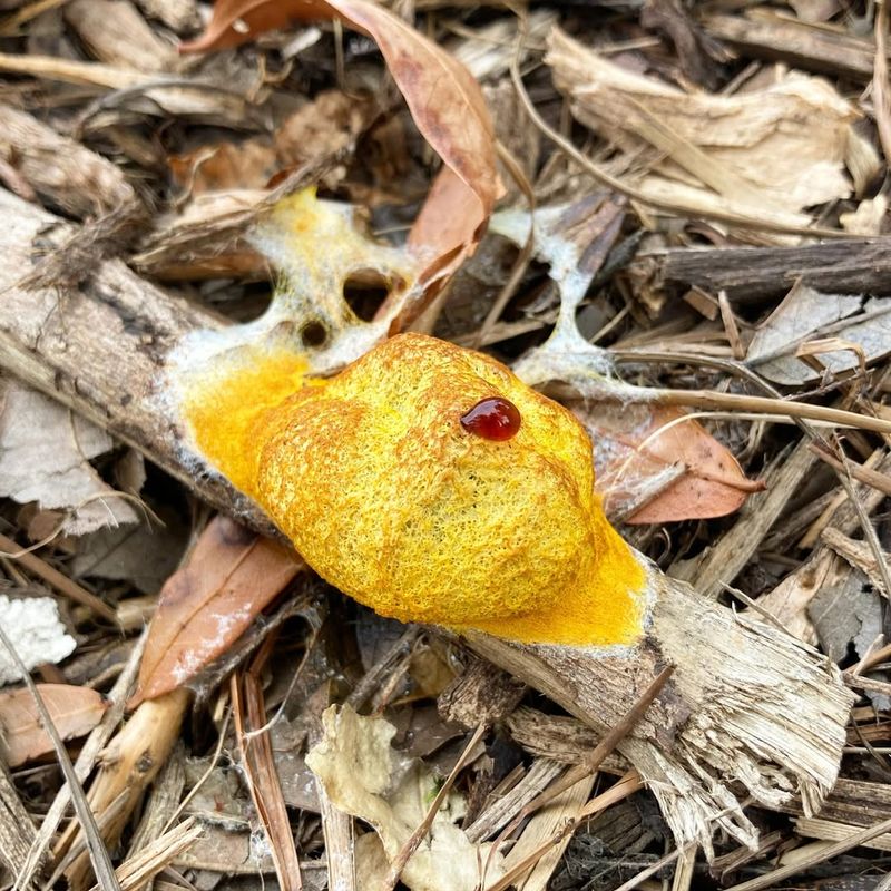 The Life Cycle Transformation