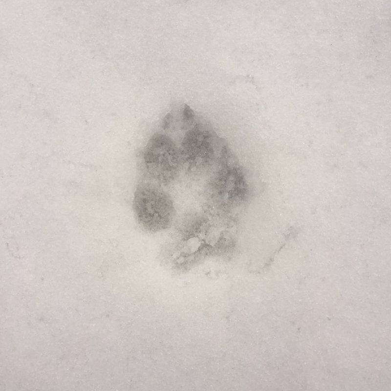 What To Do If You Find Coyote Tracks Near Your Home