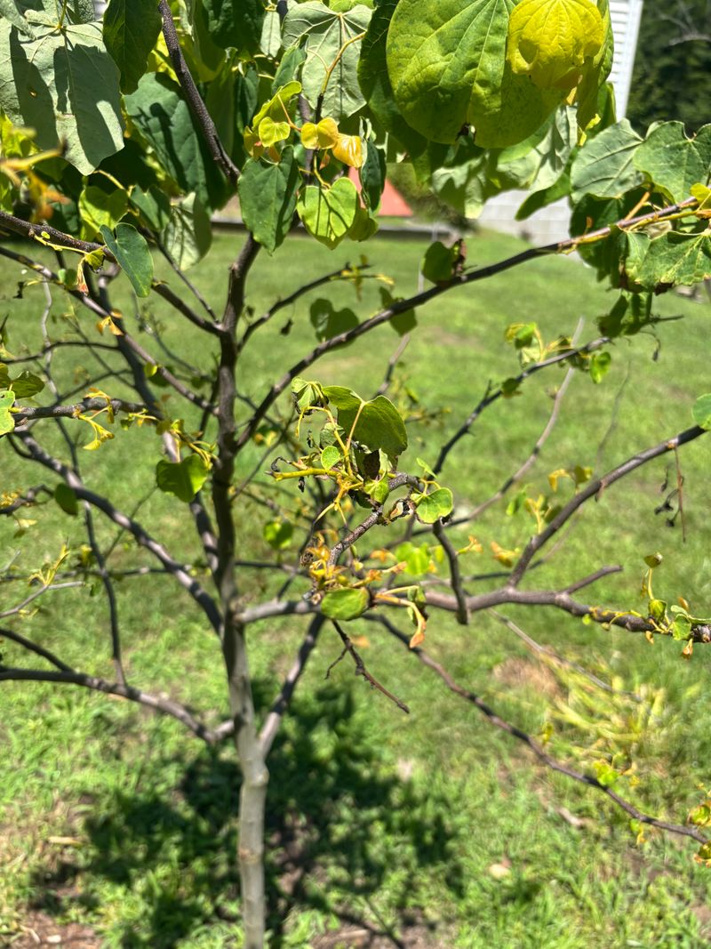 Common Pruning Mistakes That Reduce Flowering