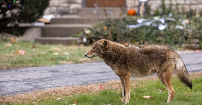 coyote in yard