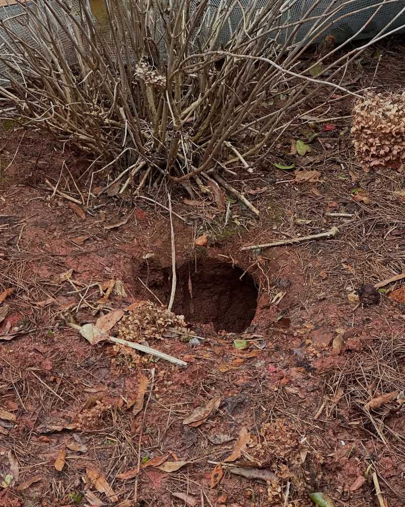 Recognize the Signs of Armadillo Activity