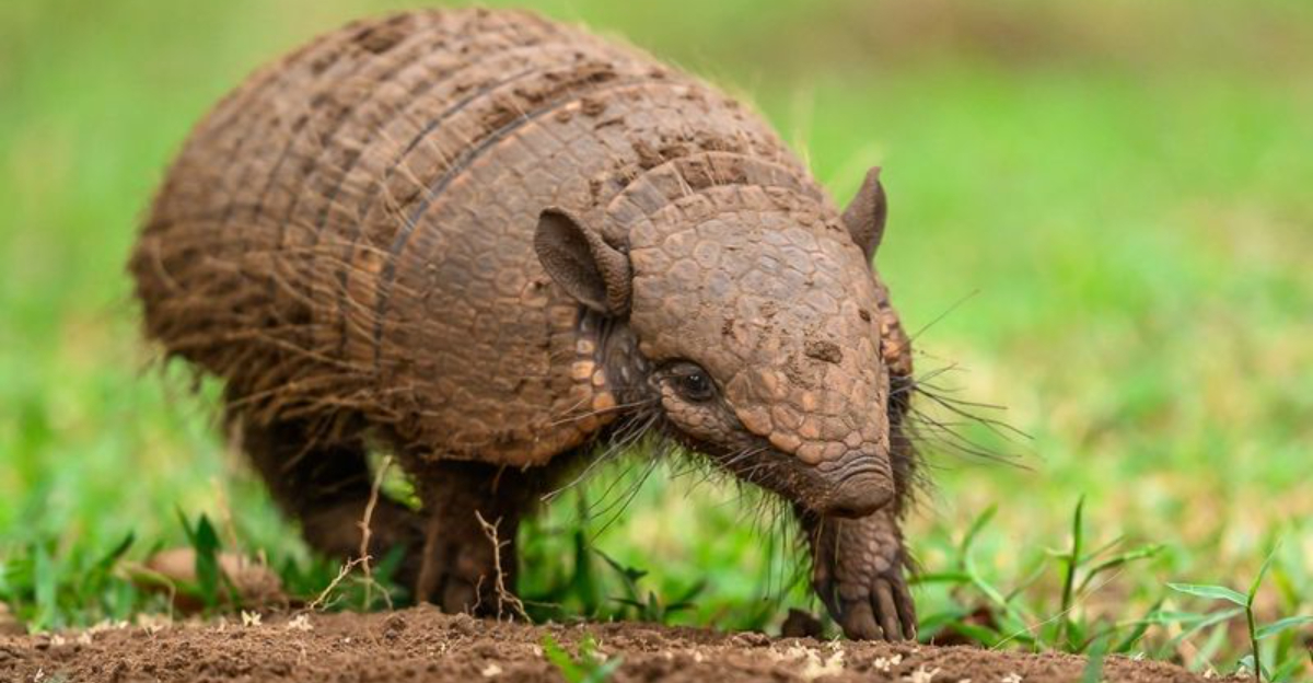 Armadillo (featured image)