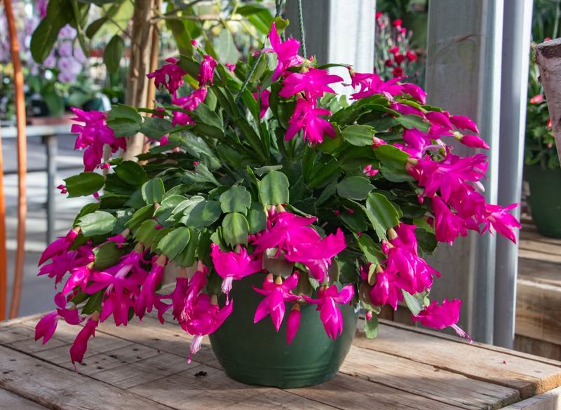 How To Keep Those Fresh Blooms Going Longer This Winter