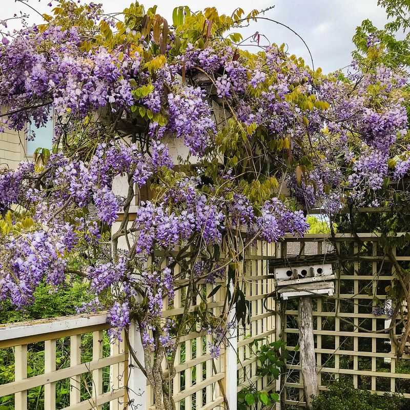 Best Practices For Handling Fence Line Plant Disputes In Texas