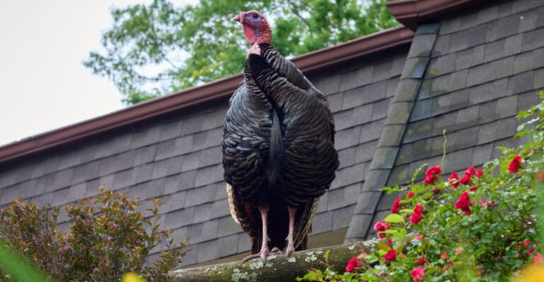 wild turkey on roof