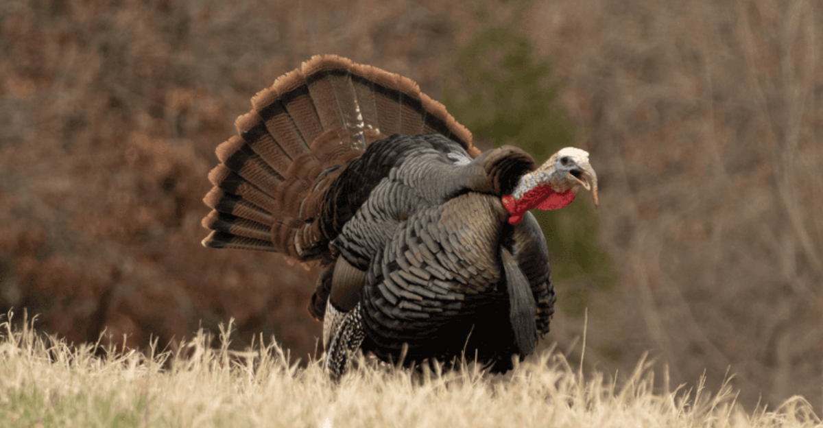 Wild turkey (featured image)