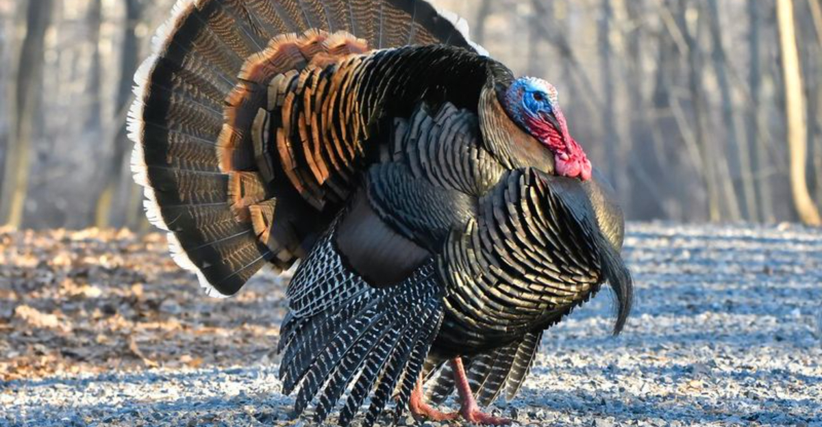 What To Do If You See Wild Turkeys In Pennsylvania Neighborhoods