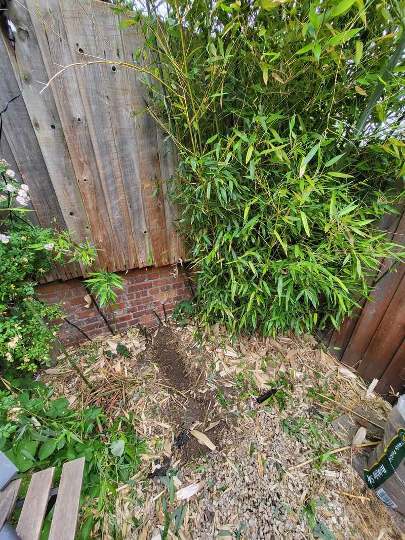 Document The Bamboo Invasion Thoroughly